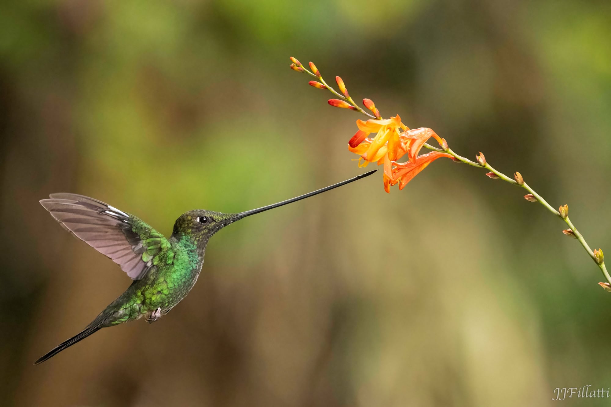 bird of colombia image 31